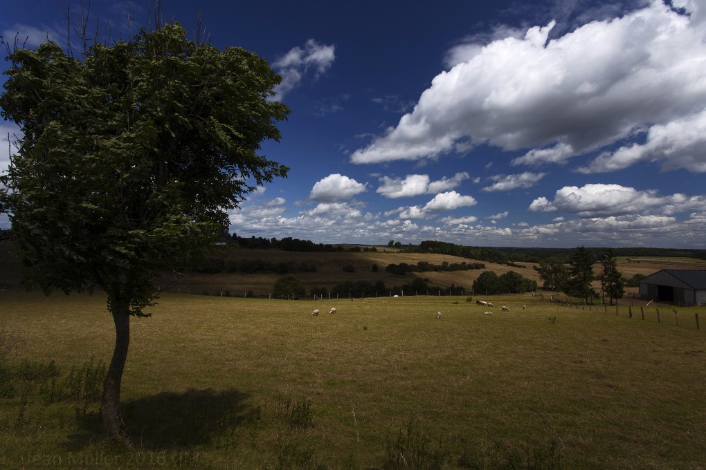 Sheeps and the tree 3